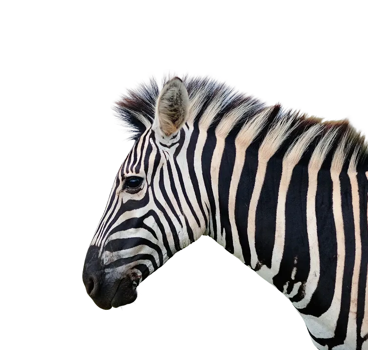 southern nature safari tour zebra